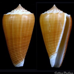 Asprella brettinghami (Coomans, Moolenbeek & Wils, 1982)