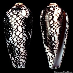 Darioconus episcopatus (da Motta, 1988)