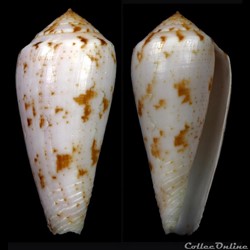 Textilia (Afonsoconus) kinoshitai (Kuroda, 1956)