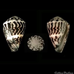 Virroconus chaldaeus (Röding, 1798)