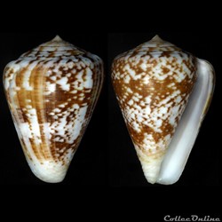 Chelyconus ermineus ermineus (Born, 1778)