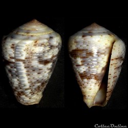 Pionoconus nigropunctatus (G. B. Sowerby II, 1858)