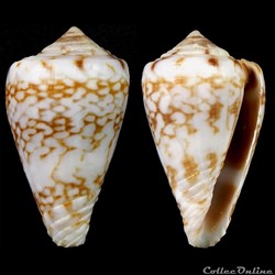 Lautoconus (Africonus) serranegrae (Rolán, 1990)