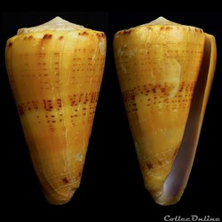Dauciconus (Dauciconus) worki (Petuch, 1998)