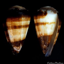 Lautoconus (Africonus) salreiensis (Rolán, 1980)