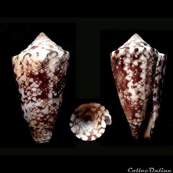 Leptoconus locumtenens (Blumenbach, 1791))