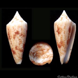 Phasmoconus (Phasmoconus) laterculatus (Sowerby III, 1870)