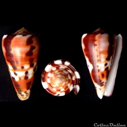 Pionoconus barthelemyi (Bernardi, 1861)