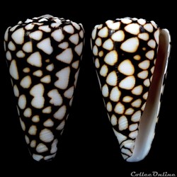 Conus marmoreus (Linnaeus, 1758)