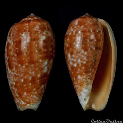 Textilia (Textilia) pongo (Shikama & Oishii, 1977)