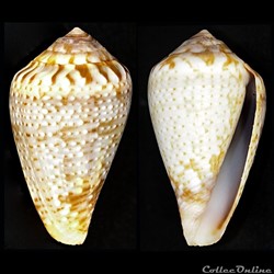 Lautoconus (Varioconus) aemulus (Reeve, 1843)