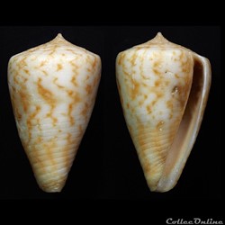 Floraconus (Floraconus) baeri (Röckel & Korn, 1992)
