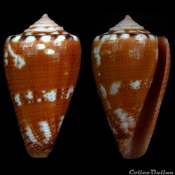 Dauciconus (Pupuriconus) abrolhosensis (Petuch,1987)