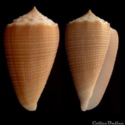 Asprella cf. sulcata (Hwass in Bruguière, 1792)