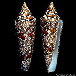 Cylindrus bengalensis (Okutani, 1968)