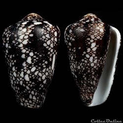 Darioconus pennaceus  quasimagnificus (da Motta, 1982)