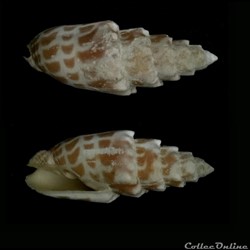 Mitra Stictica (Link, 1807)