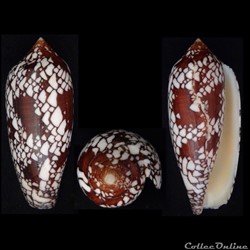 Darioconus aulicus (Linnaeus, 1758)