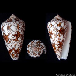 Cylindrus textile (Linnaeus, 1758)