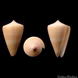 Lividoconus (Calamiconus) quercinus (Hwass in Bruguière, 1792)