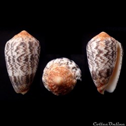 Puncticulis arenatus arenatus (Hwass in Bruguière, 1792)