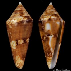 Mitraconus dondani (Kosuge, 1981)