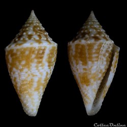 Turriconus (Turriconus) acutangulus (Lamarck, 1810)