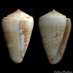 Kalloconus (Kalloconus) venulatus (Hwass in Bruguière, 1792)