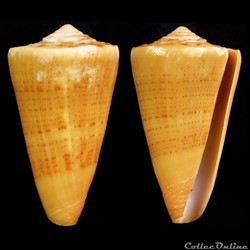 Dauciconus (Dauciconus) daucus (Hwass in Bruguière, 1792)