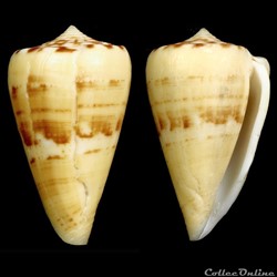 Dauciconus (Dauciconus) norai (da Motta & Raybaudi Massilia, 1992)