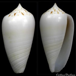 Phasmoconus (Phasmoconus) sertacinctus (Röckel, 1986)
