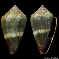 Lautoconus (Africonus) infinitus (Rolán, 1990)