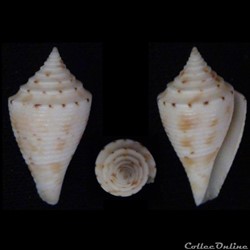 Conasprella memiae (Habe & Kosuge, 1970)