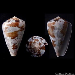 Chelyconus purpurascens (Sowerby I & II, 1833)