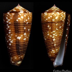 Eugeniconus victor victor (Broderip, 1842)