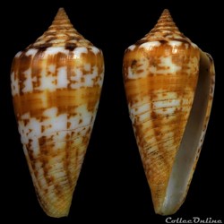 Phasmoconus (Phasmoconus) janus (Hwass in Bruguière, 1792)