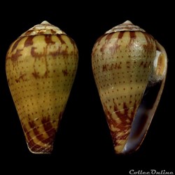 Lautoconus (Varioconus) variegatus (Kiener, 1845)