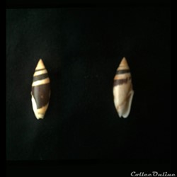 Oliva (Oliva) samarensis  (Johnson 1915)