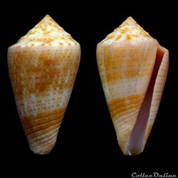 Ximeniconus (Jaspidiconus) ericmonnieri Petuch & Myers, 2014