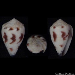 Harmoniconus sponsalis (Hwass in Bruguière, 1792)