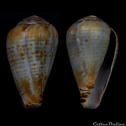 Lautoconus (Varioconus) aemulus (Reeve, 1843)