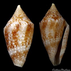 Ximeniconus (jaspidiconus) cf. pusio