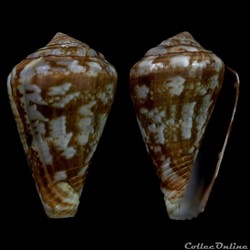 Lautoconus (Varioconus) aemulus (Reeve, 1843)