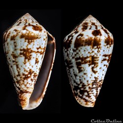Lautoconus (Varioconus) aemulus (Reeve, 1843)