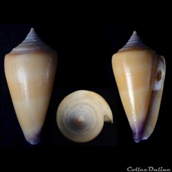 Calibanus (Calibanus)  furvus (Reeve, 1843)