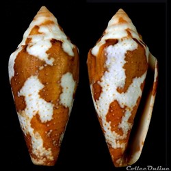 Tenorioconus curassaviensis (Hwass in Bruguière, 1792)