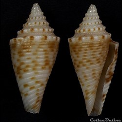 Conasprella gatteggio (Poppe & Tagaro, 2017)
