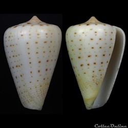 Dendroconus betulinus (Linnaeus, 1758)