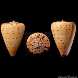 Dendroconus betulinus (Linnaeus, 1758)