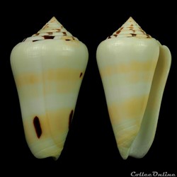 Pionoconus leehmani (Röckel & da Motta, 1979)